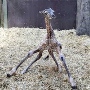 newborngiraffe