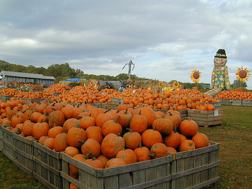 linvilla-pumpkins