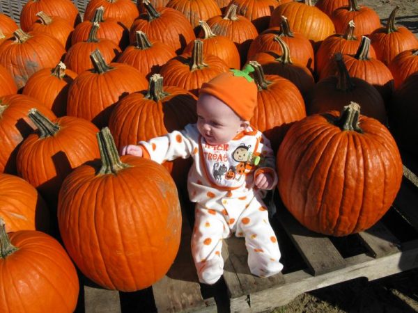 duffields-pumpkins