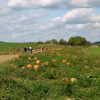 milkyway-farm-pumpkin-patch