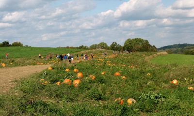 milkyway-farm-pumpkin-patch