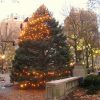 rittenhouse-square-tree