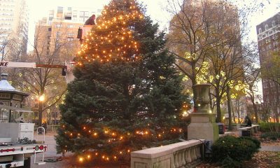 rittenhouse-square-tree