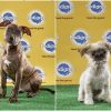 puppy bowl