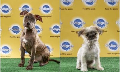 puppy bowl