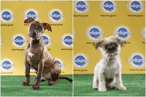 puppy bowl