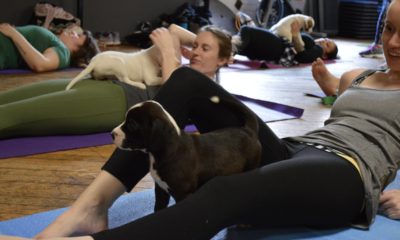 Puppy Yoga 2