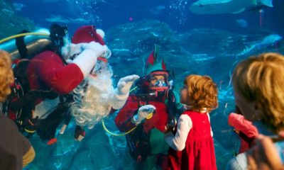 christmas-underwater-adventure aquarium