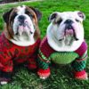 Ugly Xmas Sweater Doggie Party!