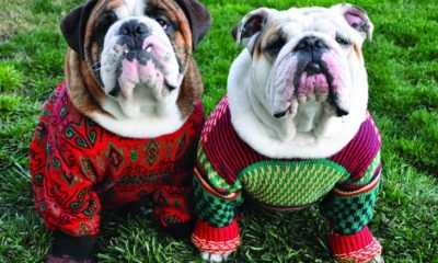 Ugly Xmas Sweater Doggie Party!