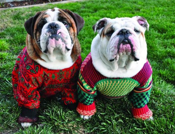 Ugly Xmas Sweater Doggie Party!