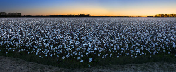 Cotton- The Soft, Dangerous Beauty of the Past