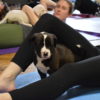 puppy yoga