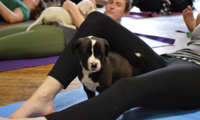 puppy yoga