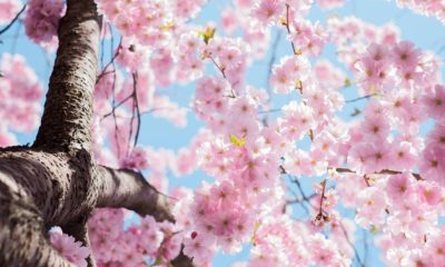 Cherry Blossom Festival