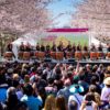 Sakura Sunday