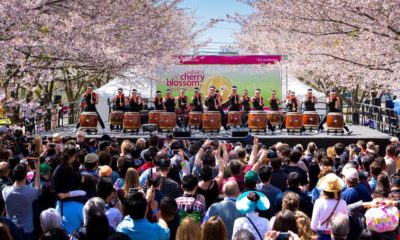 Sakura Sunday