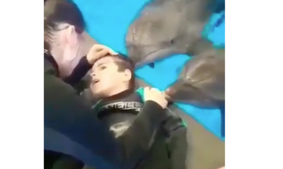 dolphins comforting disabled boy