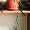 Plant Exchange with Botanica Philadelphia