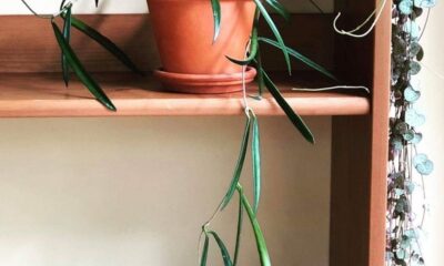 Plant Exchange with Botanica Philadelphia