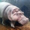 genny the hippo