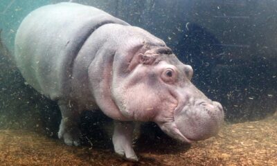 genny the hippo