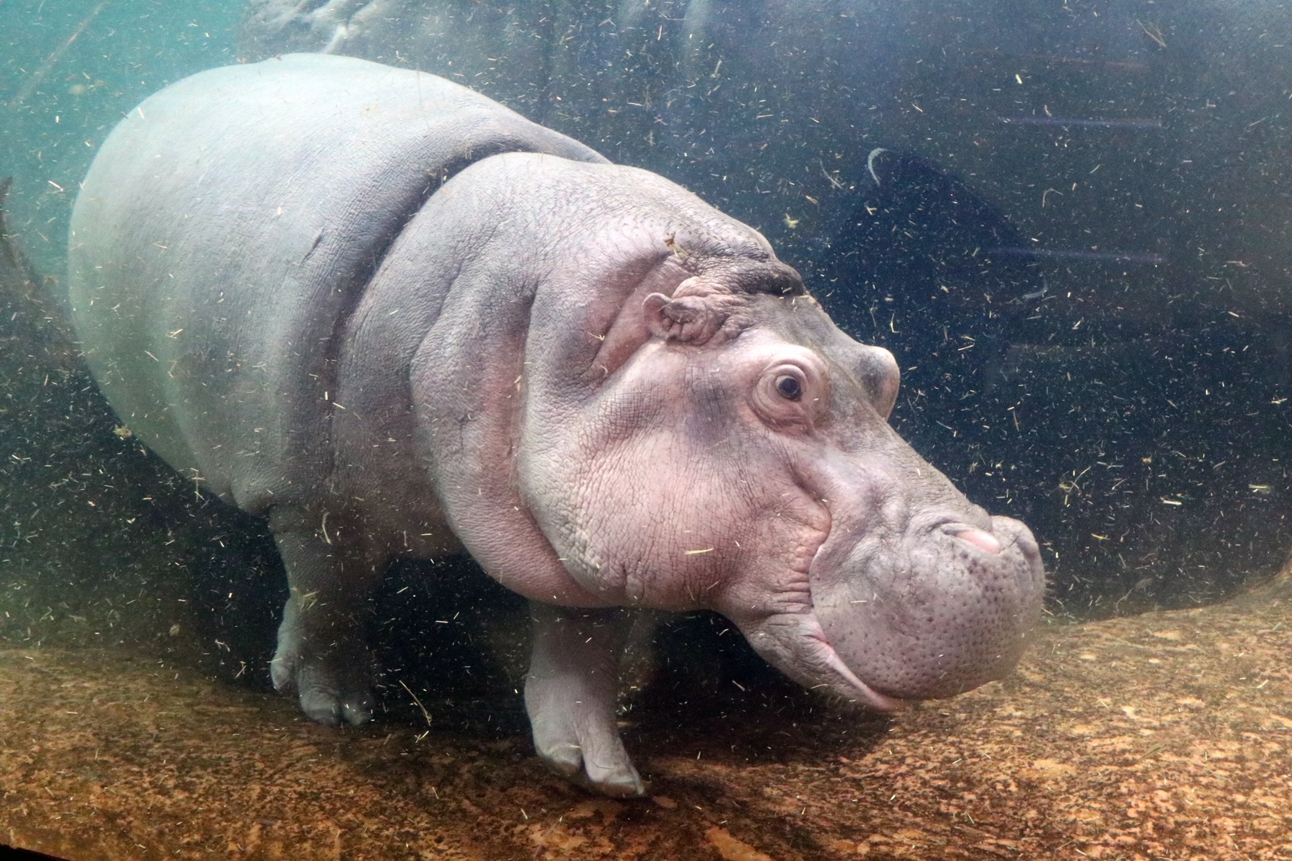 genny the hippo