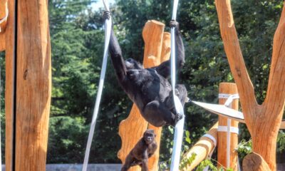 gorilla tree house