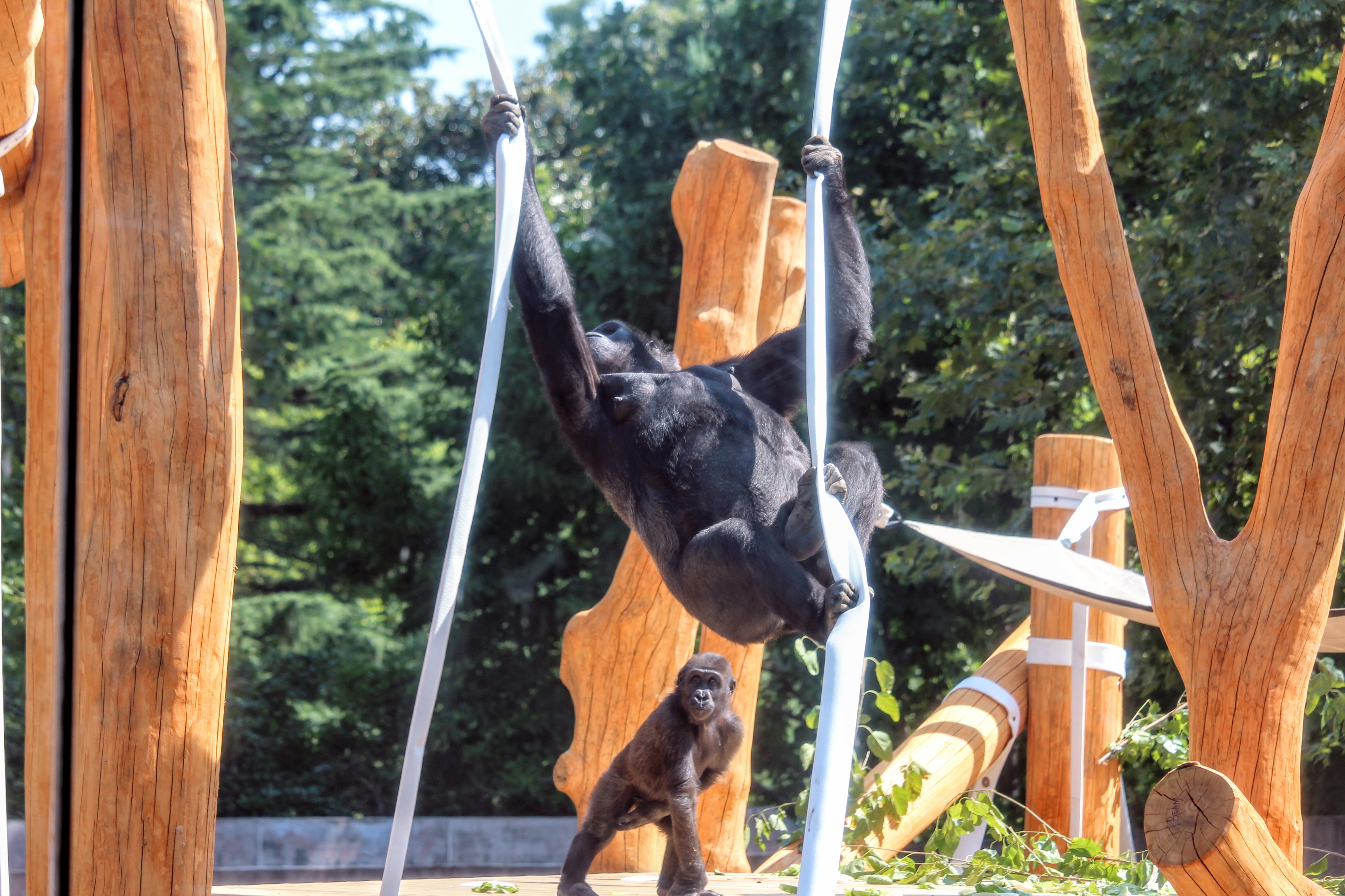 gorilla tree house