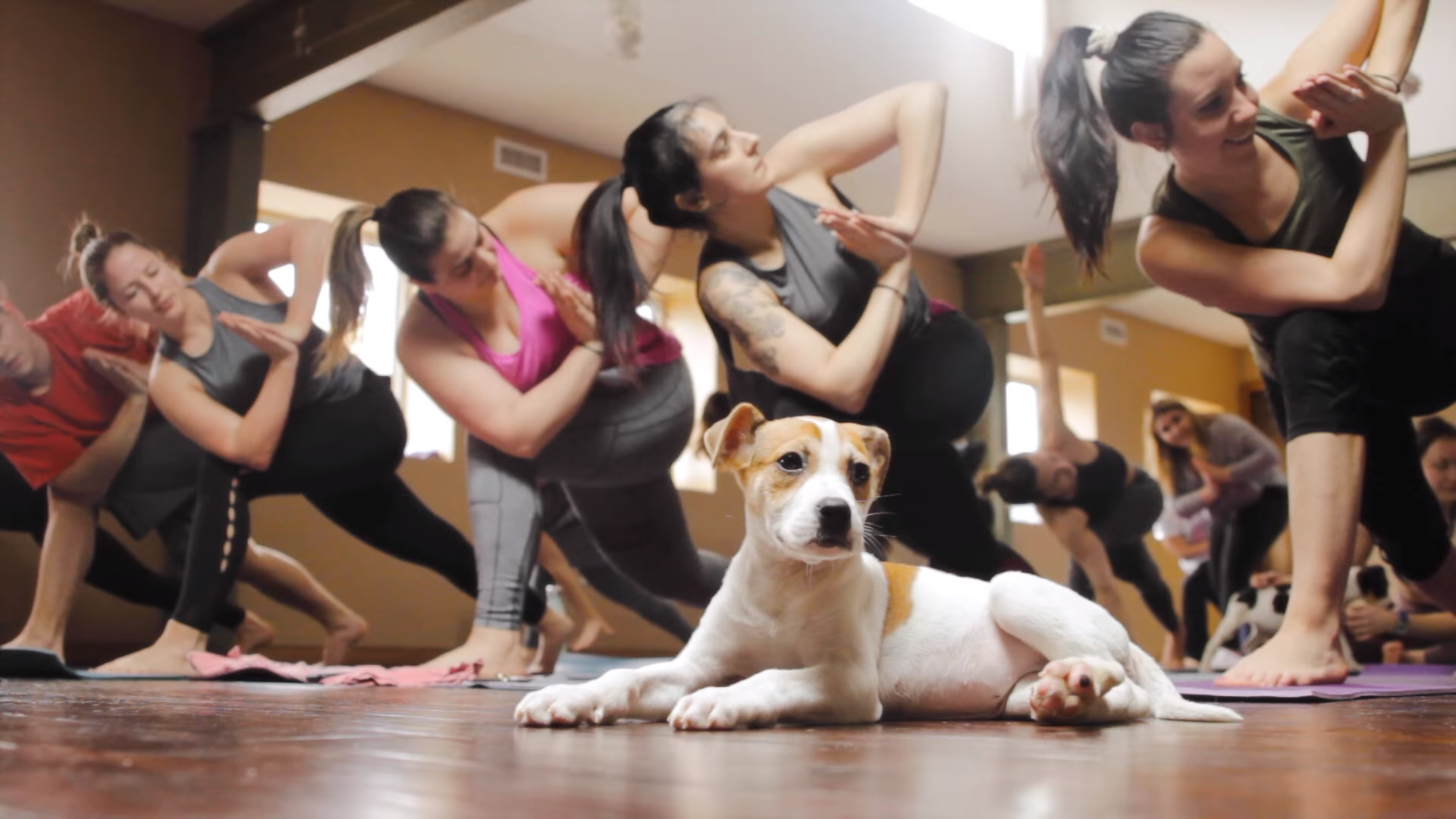 puppy yoga