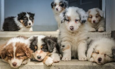 pup crawl