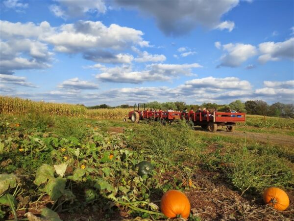 freddy hill farms