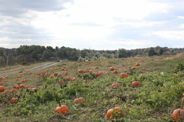 highland farms