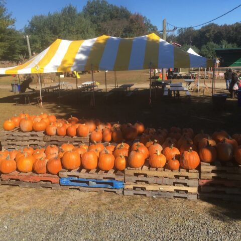 indian acre tree farm