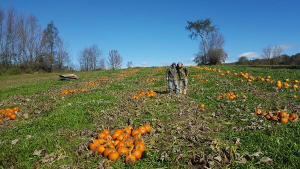 syer orchard