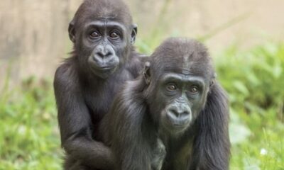 gorillas philly zoo