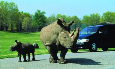 six flags great adventure drive thru safari