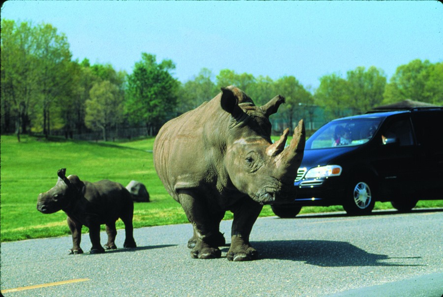 six flags great adventure drive thru safari