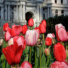 floral pop up dilworth park