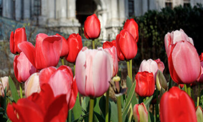 floral pop up dilworth park