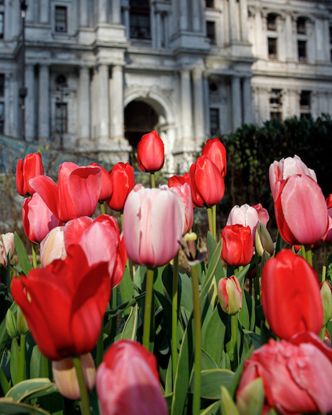 floral pop up dilworth park