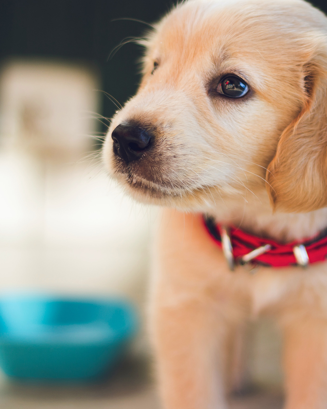 puppy brunch