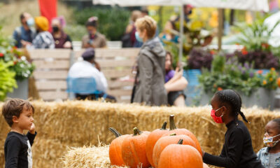 dilworth hay maze