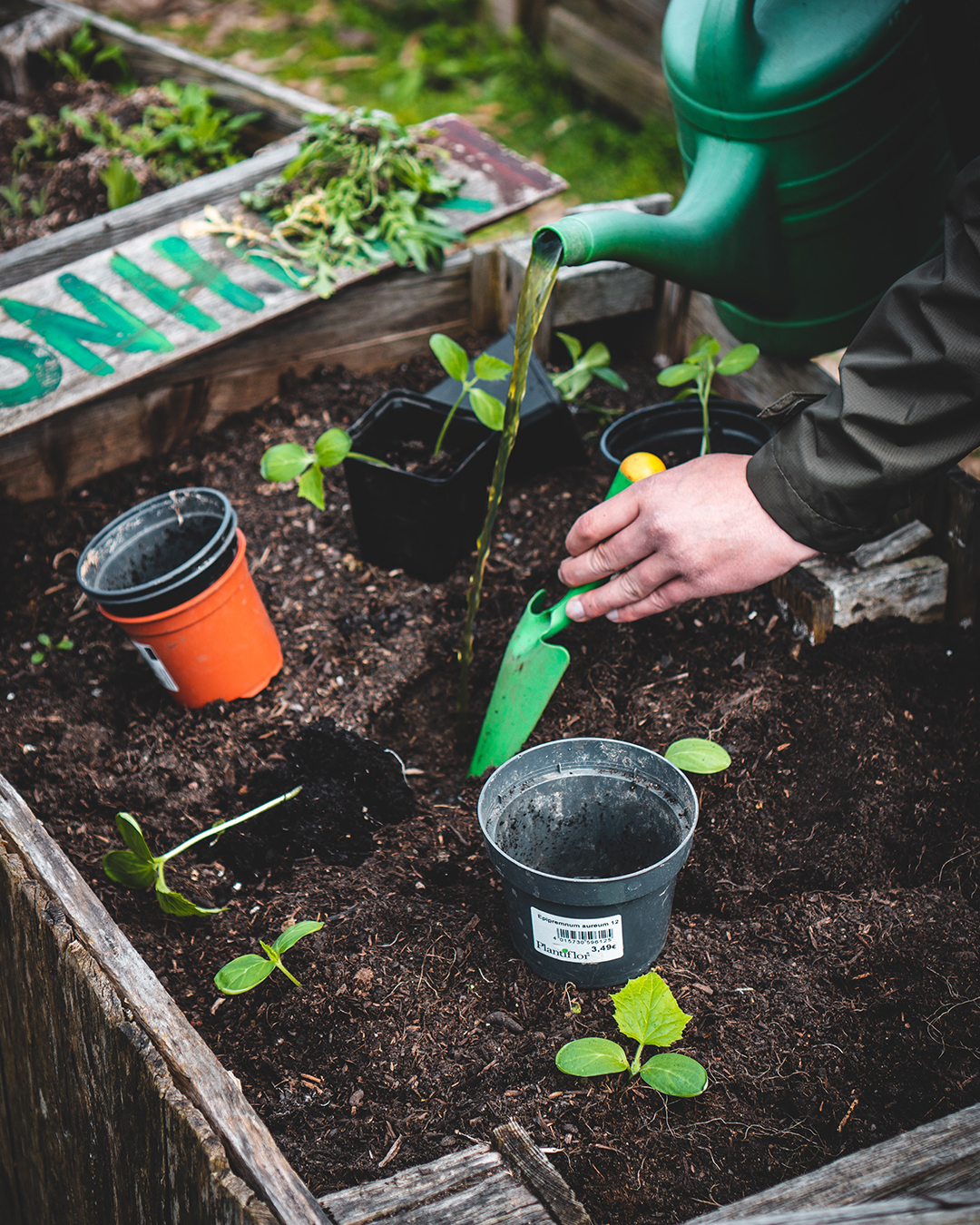 garden day plant sale