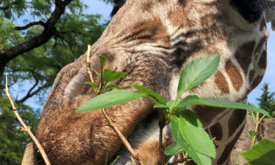 giraffe encounter