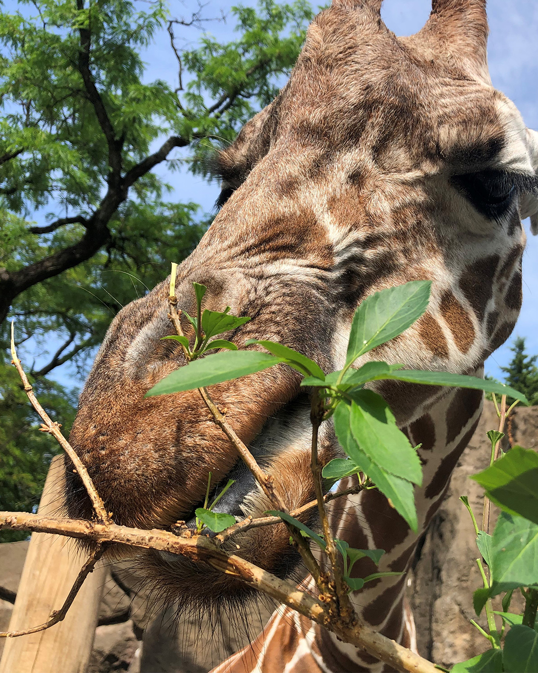 giraffe encounter