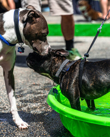 dog day of summer