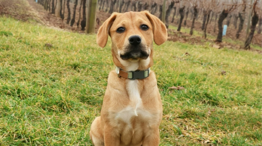 Puppy Yoga